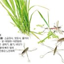 소금쟁이 이미지