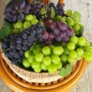 고송농장 이미지