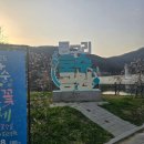 동구리 | 화순 동구리호수공원 벚꽃 후기 4월초 광주 인근 벚꽃명소