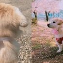 꽃개 이미지
