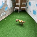 폴링인독 이미지