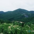 함백산 이미지