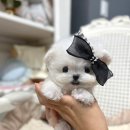 메종드퍼피 이미지