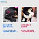 도그플러스 이미지