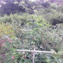 상옥프로폴리스 이미지