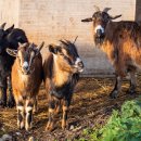 백봉흑염소 이미지