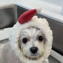 하떼하떼 이미지