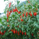 주식회사 웰랩 | 혈압, 혈당 관리 제발 이렇게만 하세요. (실제 경험담)