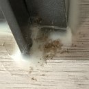 다듬이 세탁 | 책벌레 퇴치 먼지다듬이 말끔히 없앤 비결