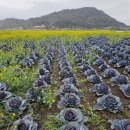 초록농부 영농조합법인 | 제주 올레길 12코스 봄 산책, 밭 풍경 속에서 느낀 자연의 소중함