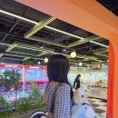 돼지오락실 | 용산역 인형뽑기 짱오락실│인형 종류, 가격, 위치 정보