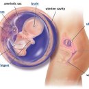태교 : 임신 10주 이미지