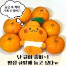 [퐁당팸 4기 서포터즈] 부라봉으로 짤방 만들기🍊+퐁당팸 활동 후기🍀
