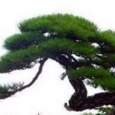 작은돌 이미지