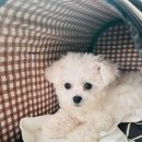 김해 해피몽 김해강아지분양 고양이분양 이미지