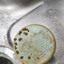 씨유 대구역서원프레시빌점 | 반려동물을 키우던 집 청소, 일반 청소와 다른 이유