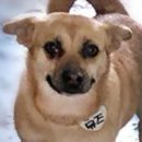 초원켄넬 이미지