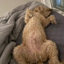 단지까까 | 가평 반려견 실외 실내 운동장 디그르르 (d-grr) 완전추천 방문 후기