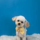 퍼스트멍멍 이미지