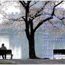 우리의 봄날 이미지