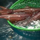 한치로2 이미지