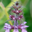 Stachys(석잠풀) 이미지