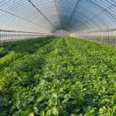 금선농장 이미지