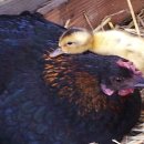 미운오리새끼 이미지