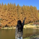 (주)피드에버 | [경기용인] 한국외대 '명수당' 단풍명소 11월 둘째 주 방문 후기 ! (실시간 단풍)