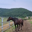 태영목장 이미지