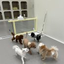 룰루랄라 댕치원 이미지