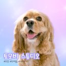 토모스튜디오 | [내돈내산 방문후기] 반려동물 사진관 | '토모비 스튜디오'
