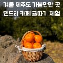 겨울 제주도 가볼만한 곳 덴드리 카페 귤따기 체험