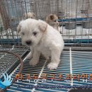 왕징면사무소 이미지