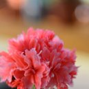 블루마리 이미지