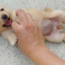 달강아지 이미지