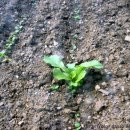 거리농장 이미지