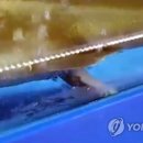 상어활어회센타 이미지