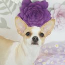 솔펫살롱 이미지