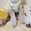 댕스미스 이미지