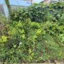 하늘빛 닭섬 이미지