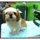 삐삐 펫살롱 이미지