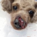 속초삼성동물메디컬센터 이미지