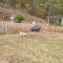 메르시 애견 펜션 이미지