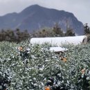 차덕수농장 이미지