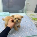 데일리독 | 의정부강아지 말티푸 보고 왔어요, 데일리독 의정부점 방문 후기