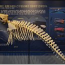 계룡산자연사박물관 이미지