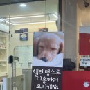 엘레멍스 이미지