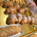 애견시선 이미지