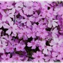 목련태권도 이미지